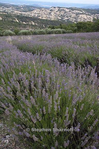 lavender olive trees 2 graphic